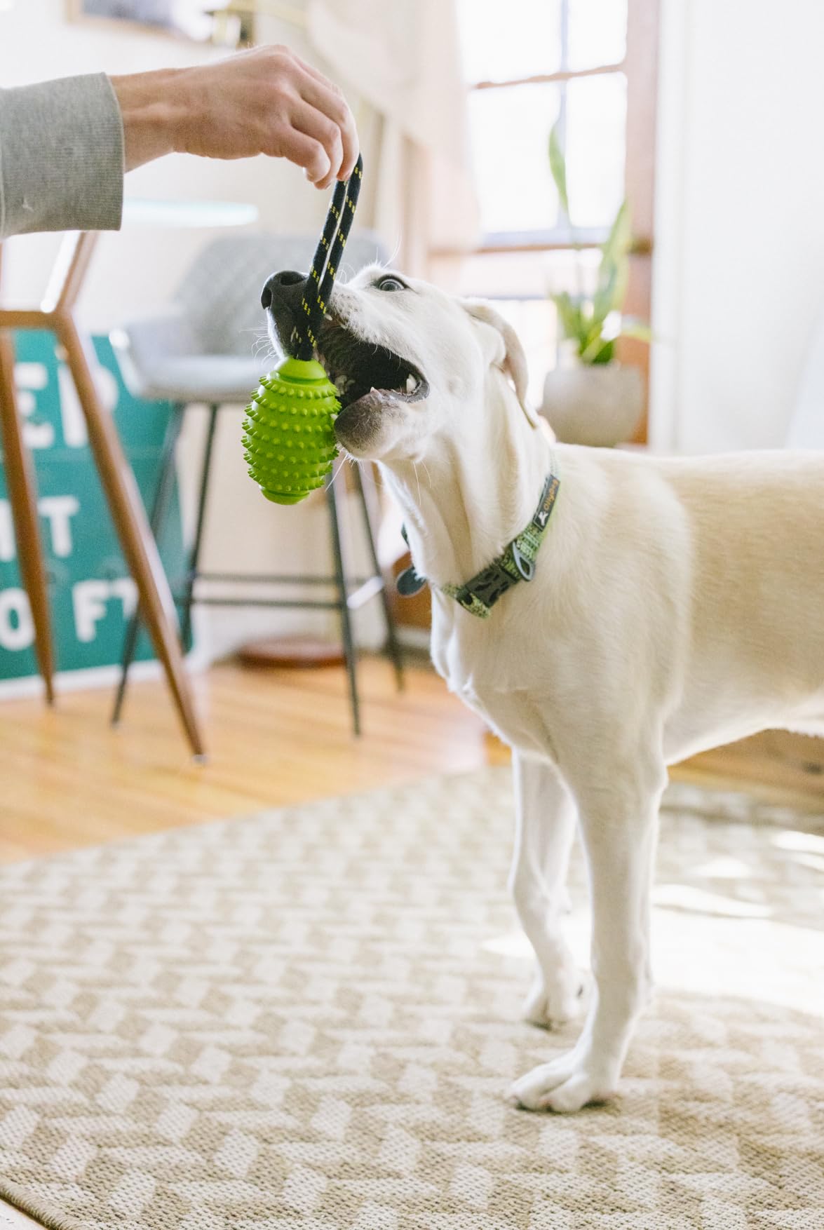 OllyDog Spikey Rugby Dog Chew Toy - Natural Rubber Interactive Toy For Teeth Cleaning & Gum Massage, For Dogs Under 50 Lbs