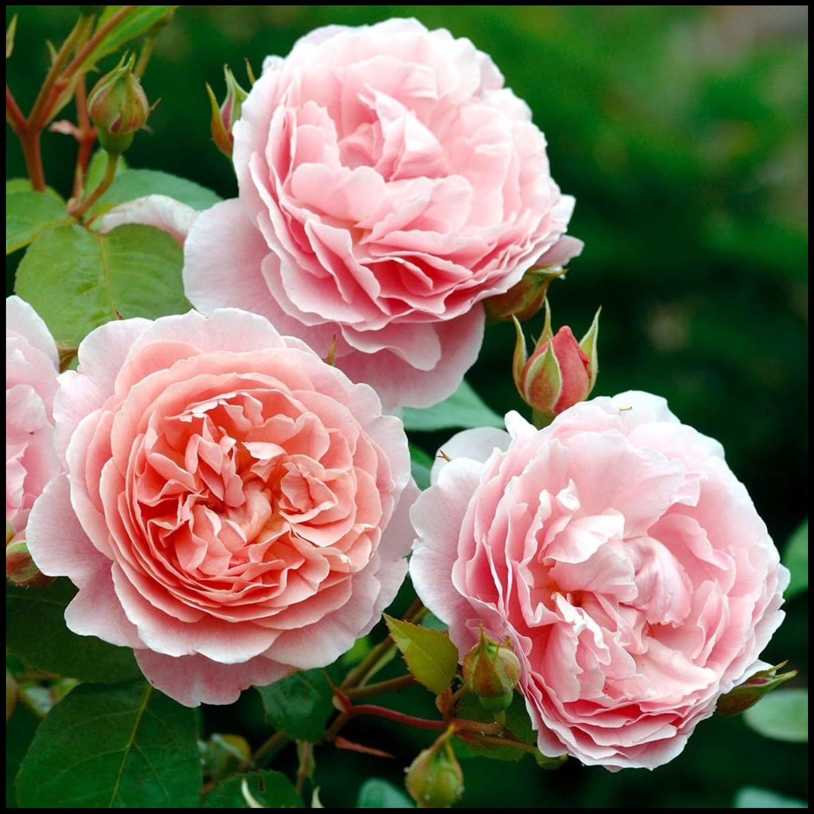 Unique Rose Bulbs for Planting Now UK Ornamental Perennial Natural Organic Excellent Display Good for Containers Cold-Resistant Easy Plant Greening Flower-5bulbs-I