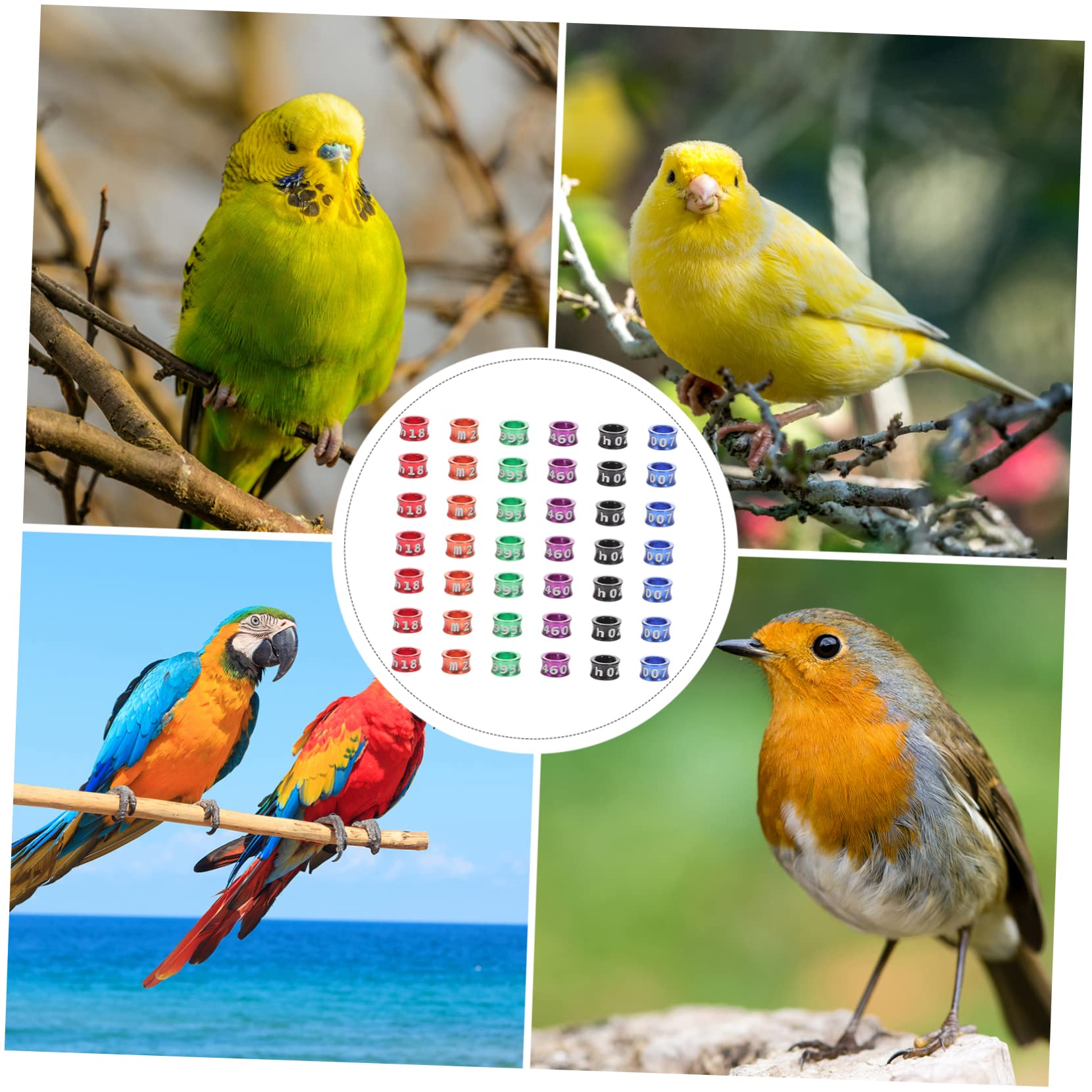 150pezzi Anelli per Zampe di Piccione e Pappagallo Anelli Identificativi per Uccelli di Diversi Colori Facili da Usare e Conservare per Pigeons Cockatiels Parakeets