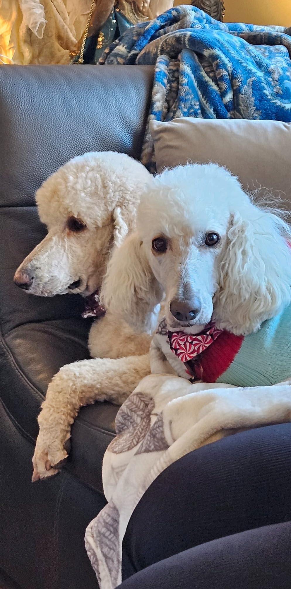 IAMS Proactive Health Minichunks Adult Dry Dog Food with Real Chicken, 30 lb. Bag photo review