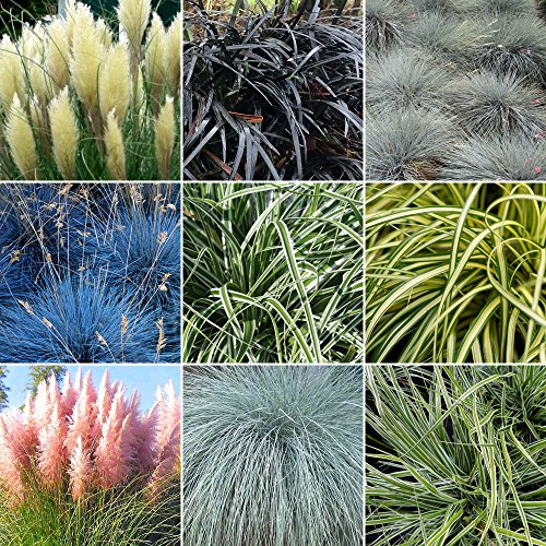 GardenersDream 5 x Mixed Grass Shrubs - Outdoor Garden Ready Ornamental Grasses - Decorative Evergreen Grass Plant for Gardens, Patios, Borders (15-30cm, incl. 9cm Pot)