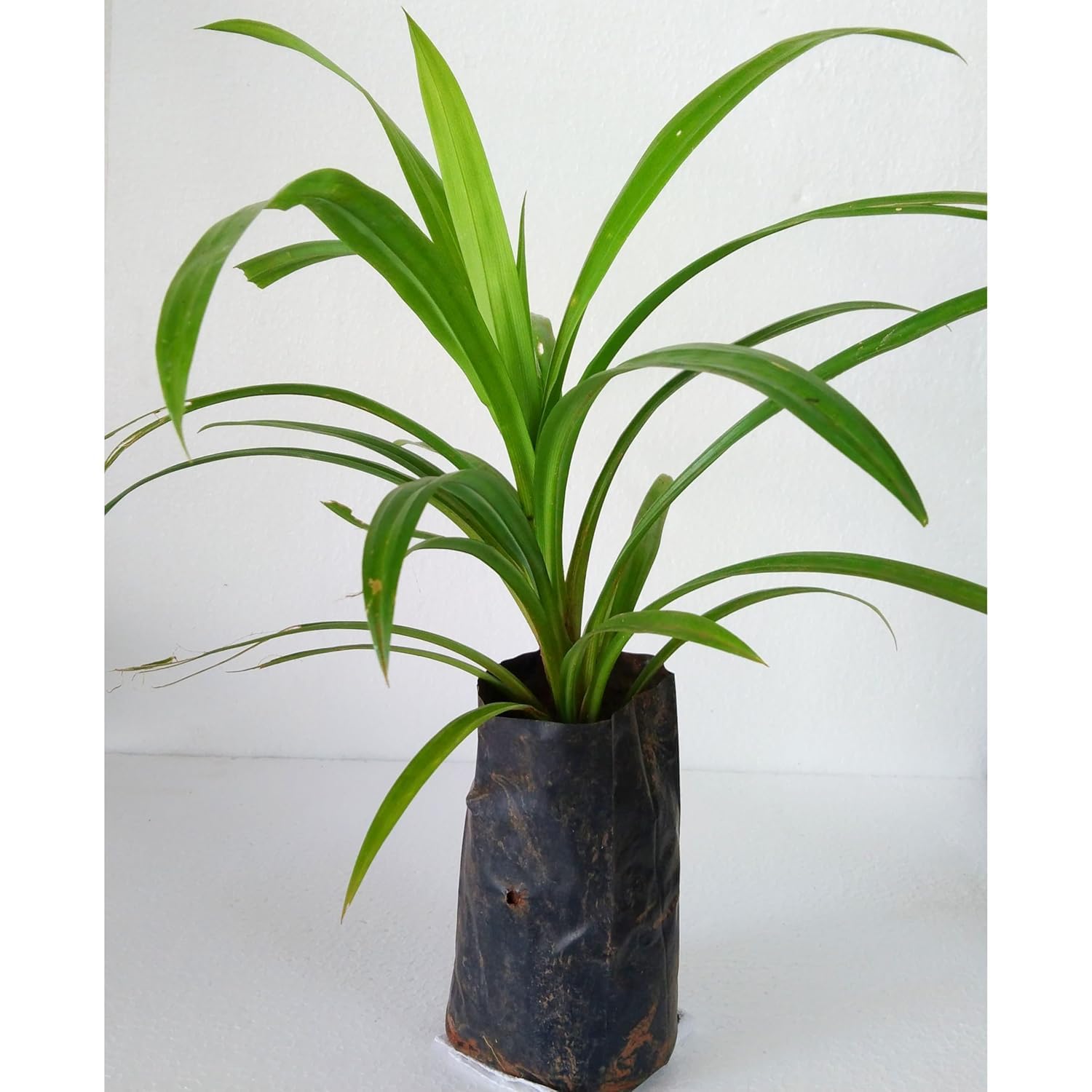 See full amazon price history chart for Cloud Farm Basmati PATTA PLANT/RAMBA LEAF/PAYAS PODA ORGANIC OUTDOOR GARDEN MEDICINE TREE,CF_60 Cloud Farm Basmati PATTA PLANT/RAMBA LEAF/PAYAS PODA ORGANIC OUTDOOR GARDEN MEDICINE TREE,CF_60 (B0DFHD9H9N) Amazon Price History, Amazon Price Tracker