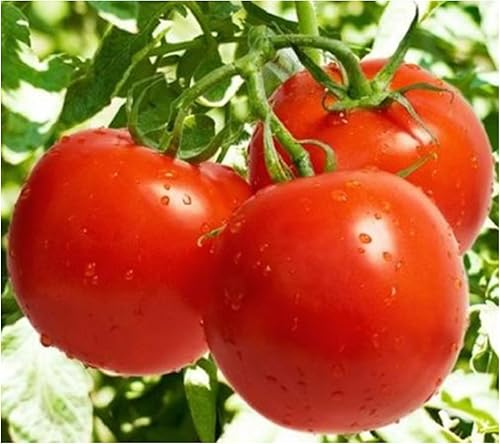 Miniatura 3 de Semillas de tomate Mortgage Lifter - Tomate grande - Uno de los tomates más deliciosos para el cultivo doméstico.