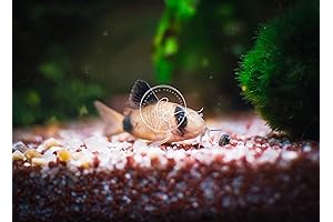 5 Panda Corydoras, Panda Corycats, Freshwater Aquarium Catfish, Live Guarantee