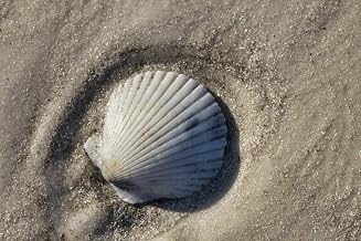 Posterazzi PDDUS10JEN0638 Seashell, Honeymoon Island State Park, Dunedin, Florida, USA Photo Print, 18 x 24, Multi