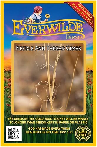 Everwilde Farms - 200 semillas de hierba nativa de aguja e hilo - Paquete de semillas Gold Vault