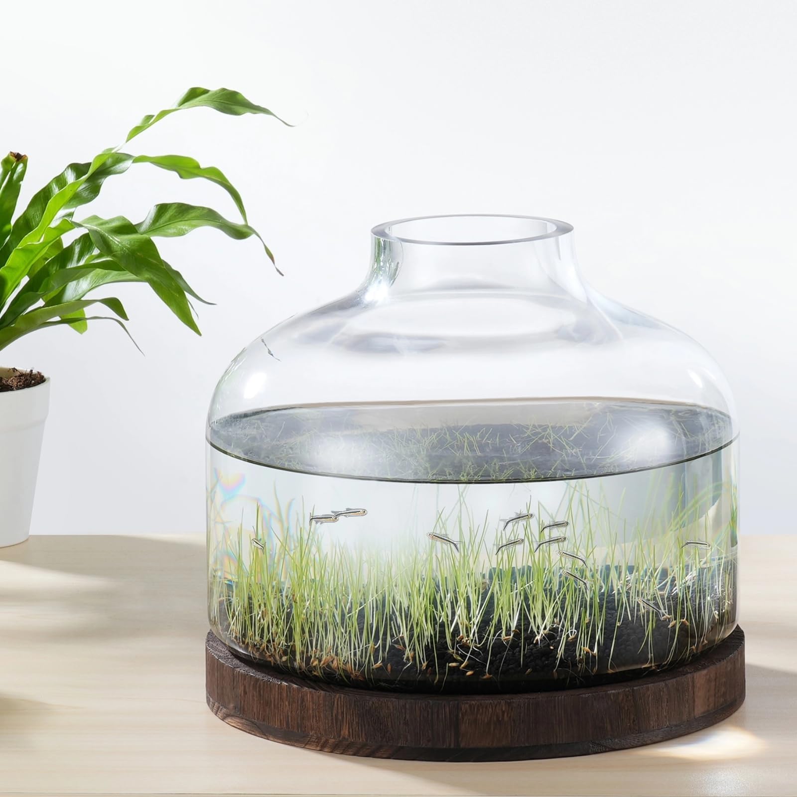 PONDON 2 Gallon Fish Bowl Vase, Featured Aquarium Kit on TIK Tok Trendy Aquariums Channel, Wooden Base and Water Changer Included
