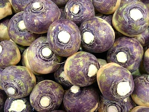 Semillas de Rutabaga de color morado, muchos tamaños de paquetes clásicos Heirloom # 256