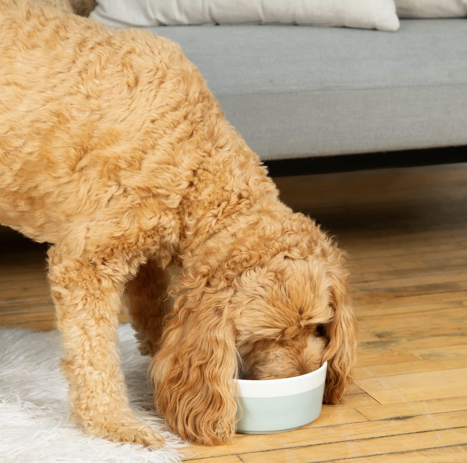 Discover the Waggo Dipper: The Perfect Durable Dog Bowl for Every Breed!