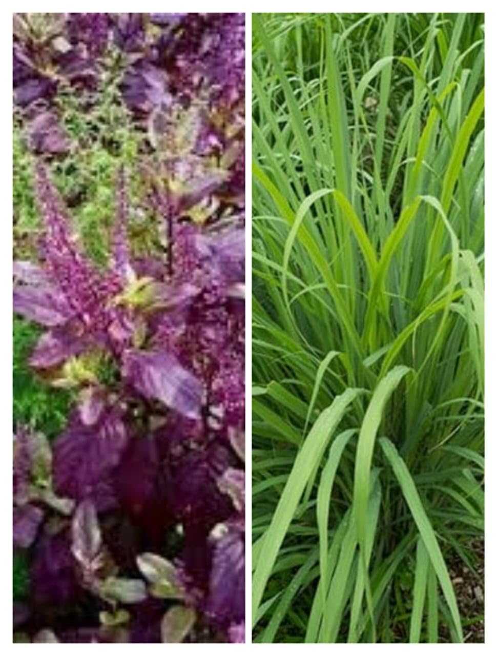 Guruji Plantation Combo of Medicinal 2 Plants :Black Tulsi & Lemongrass with Plastic Pot (Pack of 2) (B0C5921KNH) Amazon Price History, Amazon Price Tracker