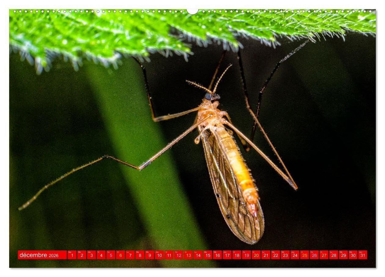 Les gardiens des écosystèmes (Calendrier mural 2026 DIN A2 vertical) calendrier de bureau: Rôle crucial des insectes régulateurs dans le maintien de l'équilibre écologique.