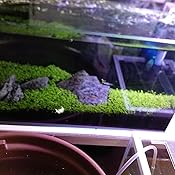 Amazon ジェックス 水槽 グラステリアbz 450sセット 45x22x20センチメートル X 1 ジェックス 飼育セット 通販