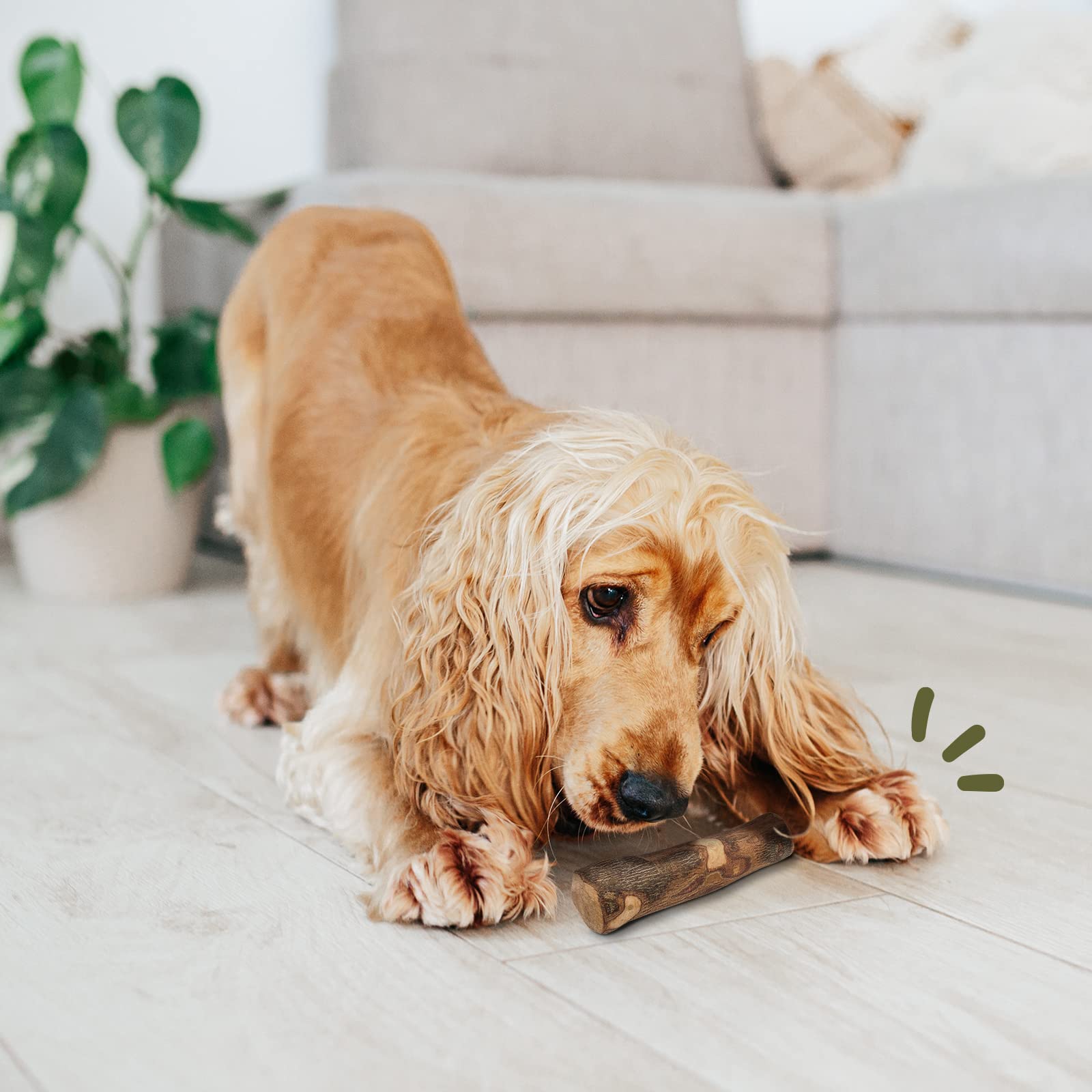 Legno Di Ulivo Per Cane - Gioco Masticativo Naturale Indistruttibile - Confezione Da 2 Pezzi - Foto 3