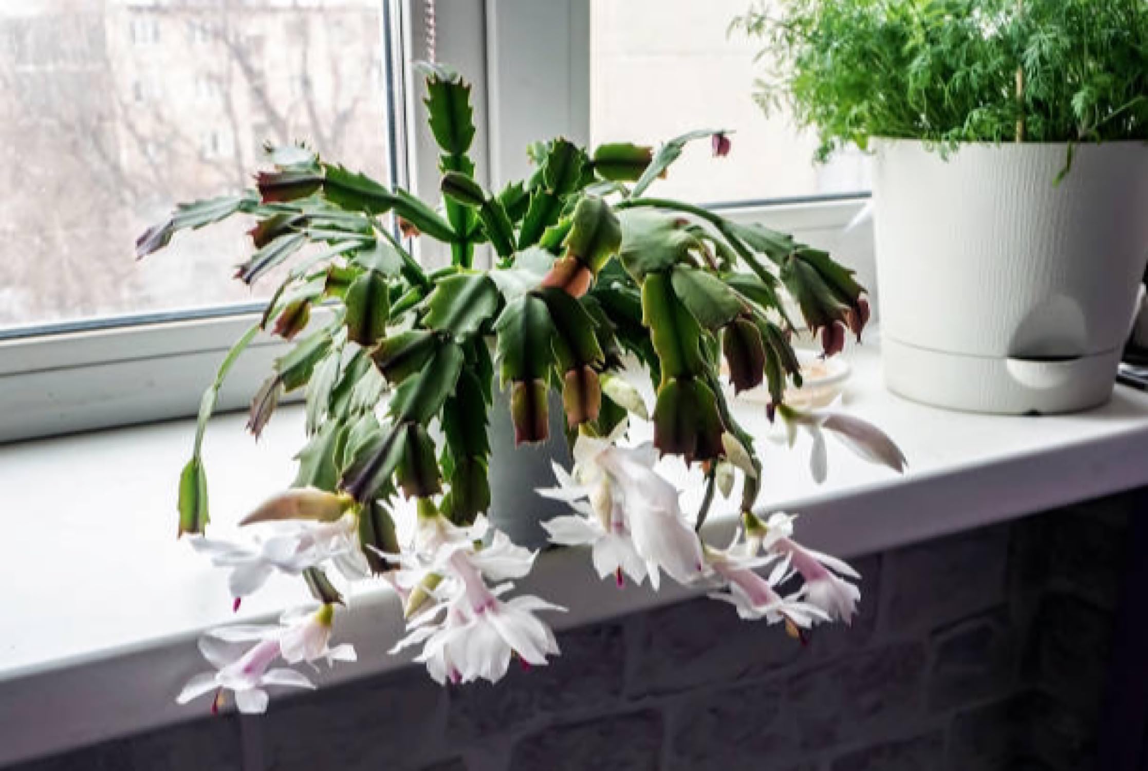Amazon.com : 4" White Christmas Cactus Live Plant. Easy to Grow and Care,  Holiday Csctus. : Patio, Lawn & Garden
