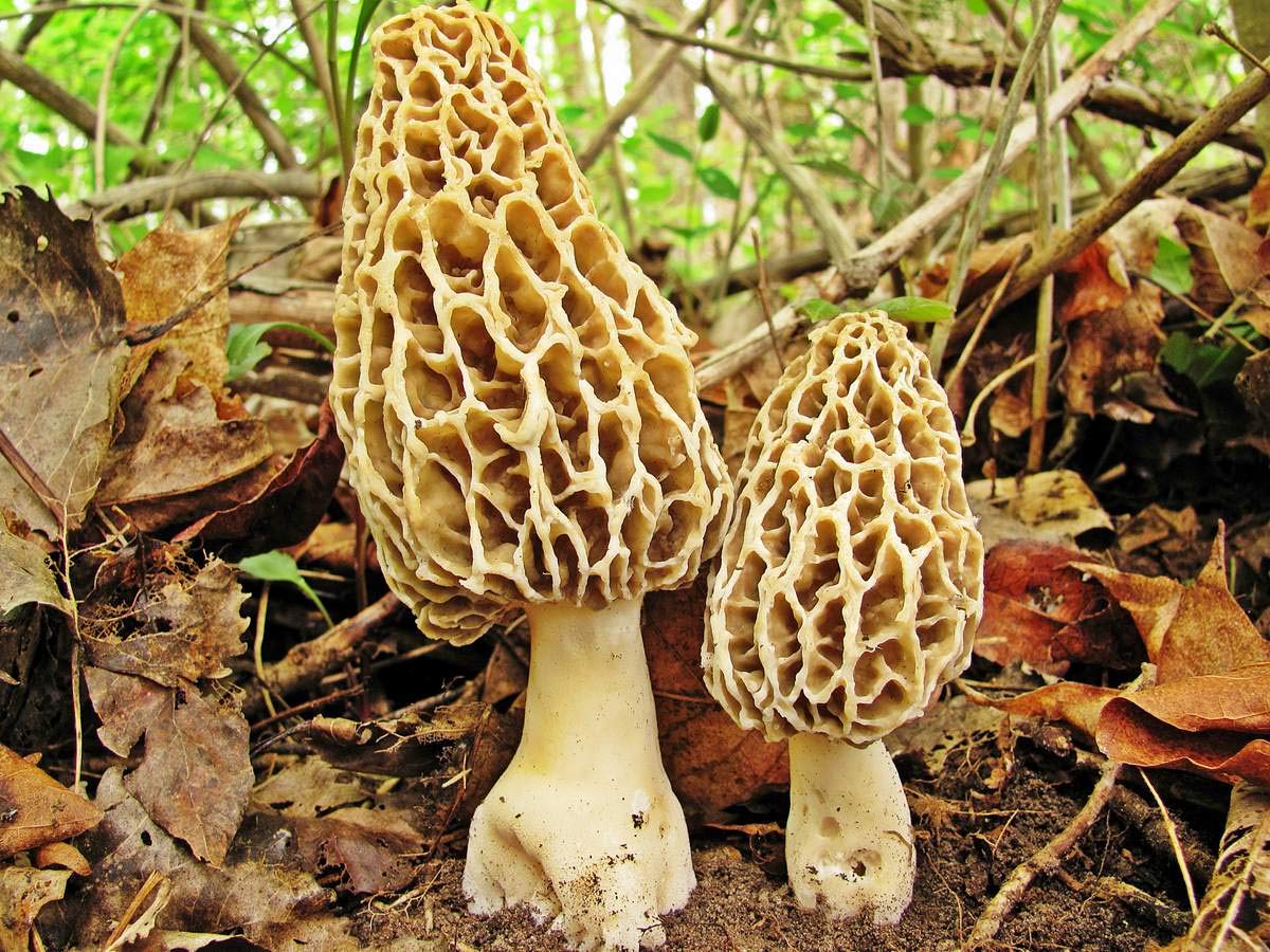 Buy Morel Yellow (Morchella Esculenta) Mycelium Dried Spawn Morel