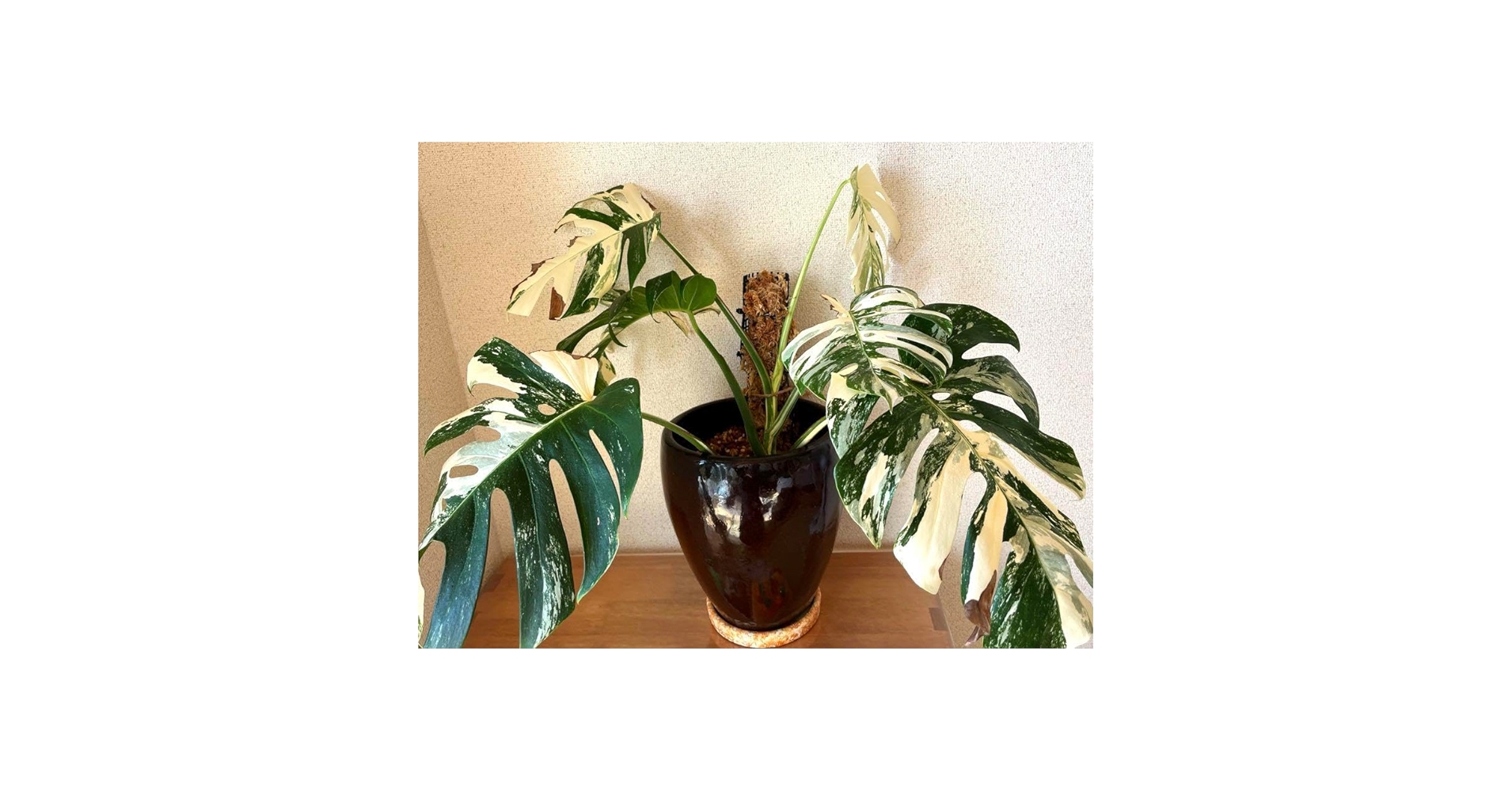 期間限定出品・SALE！早い者勝ち！美株！モンステラ・ホワイトタイガー！大株！ 期間限定出品・SALE！早い者勝ち！美株！モンステラ・ホワイト