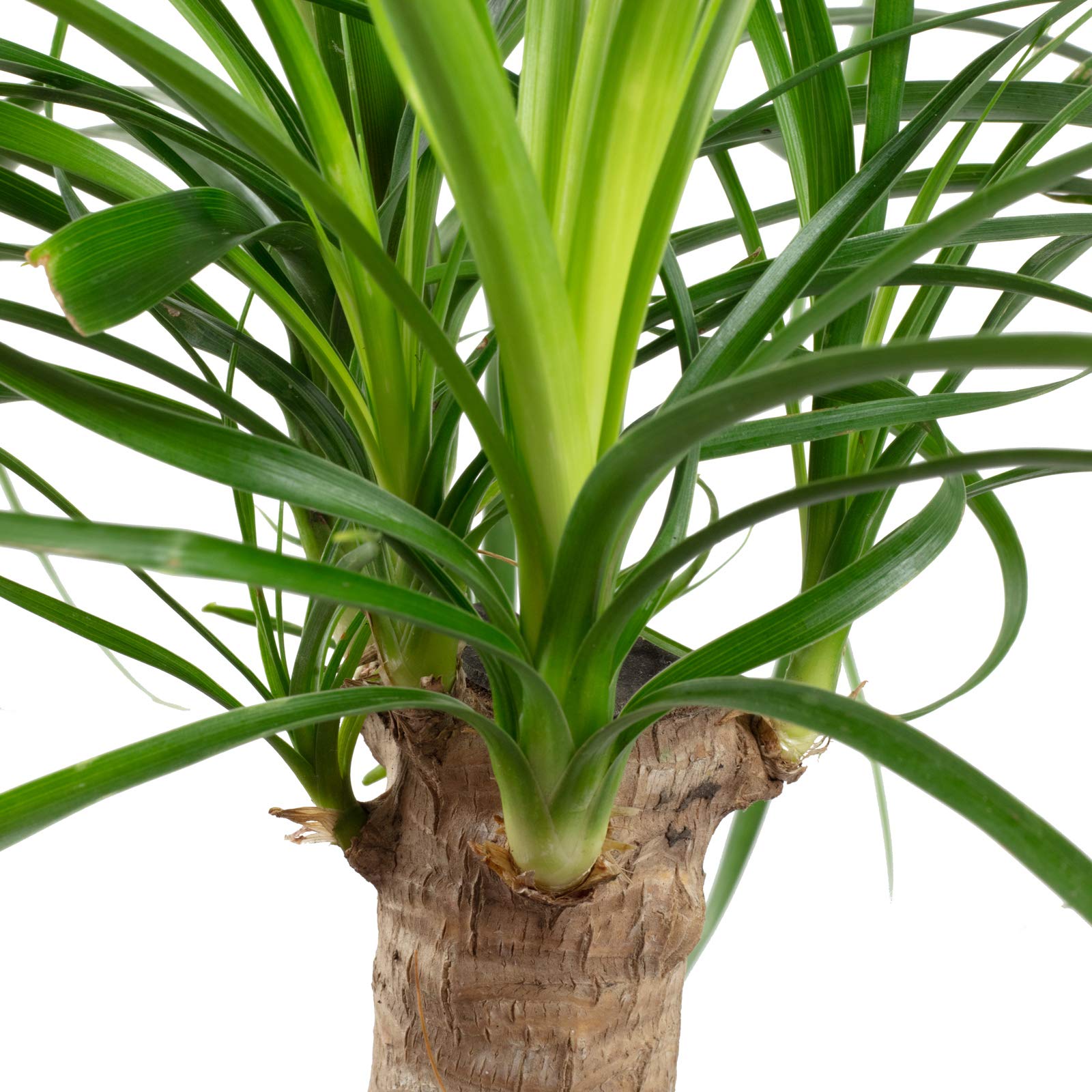 Pied d'éléphant 1 tronc - plante d'intérieur facile d'entretien, Beaucarnea - hauteur env. 40 cm, pot-Ø 14 cm