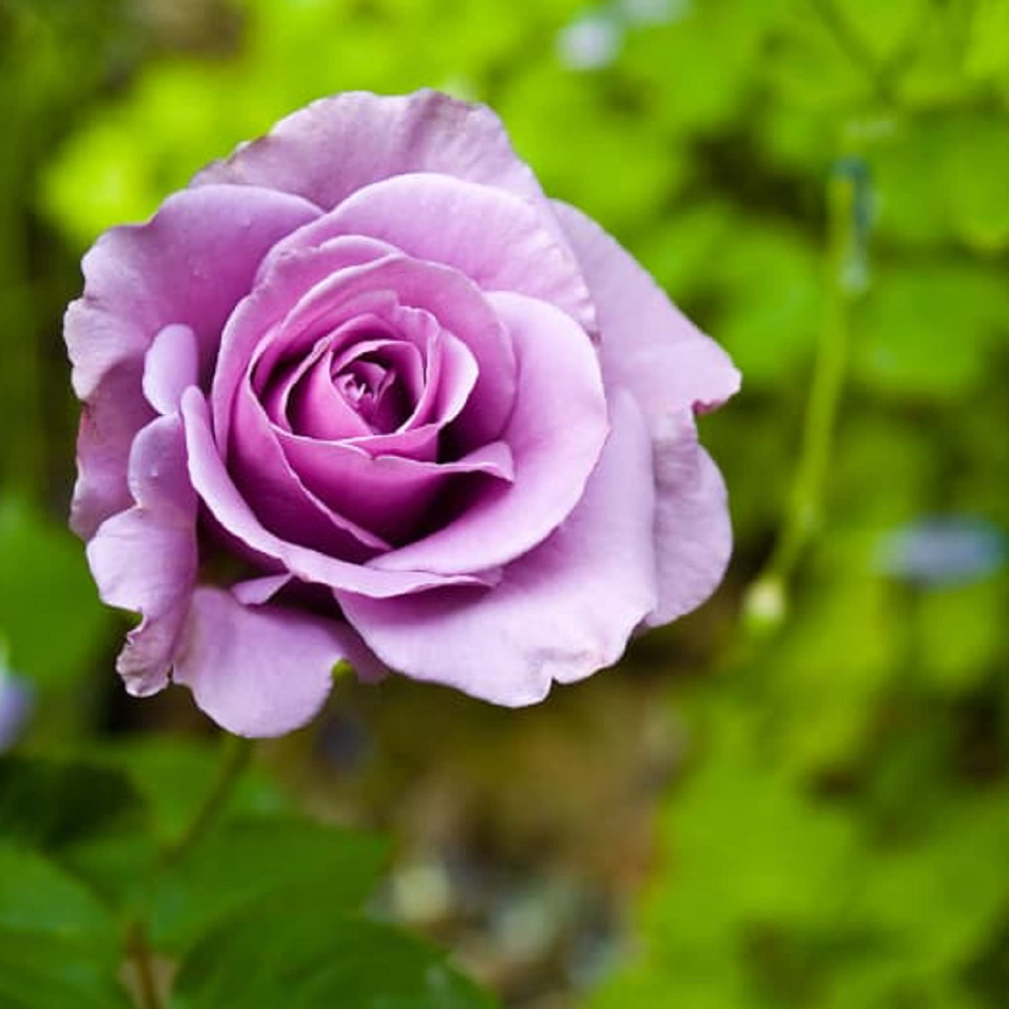 パープルローズ Amazon.com: CHUXAY GARDEN Purple Rose Seed 5 Seeds Perennial