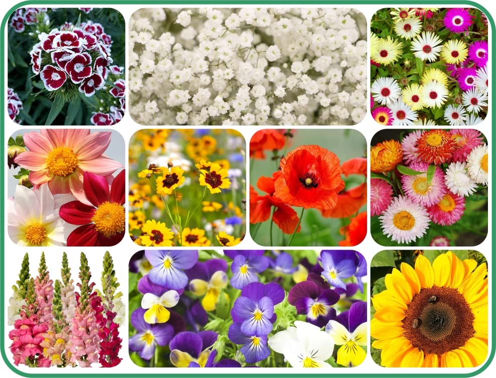 Agnico 10 Variety Of Flower Seeds Combo Pack With Instruction Manual. (B0BHDWCCKK) Amazon Price History, Amazon Price Tracker