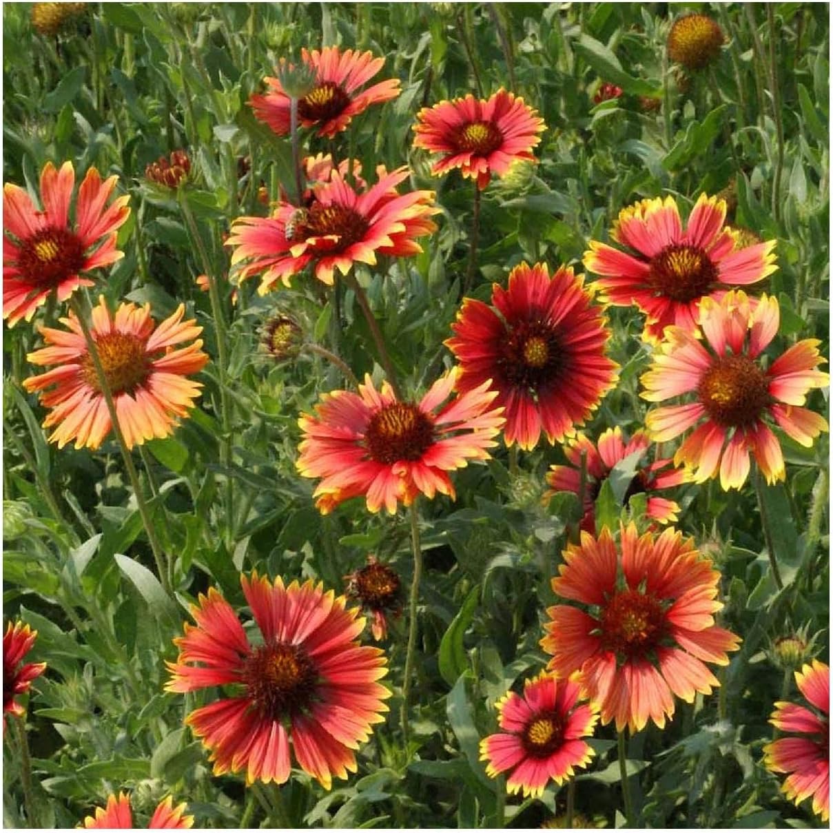 Everwilde Farms - 1 Lb Indian Blanket Native Wildflower Seeds - Gold Vault