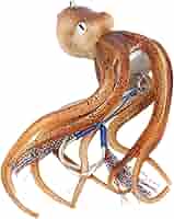 Gancio Singolo Oro P20cm Per Barra Rettangolare Sistema Cremagold - Foto 9