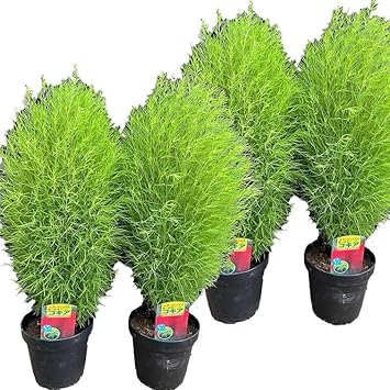 Amazon Co Jp 夏の緑と秋の紅葉が美しい コキア ほうき草 5号4個 Kochia Scoparia 花言葉は 夫婦円満 恵まれた生活 など 園芸 ガーデニング 寄せ植え 鉢花 鉢植え 苗 誕生日 記念日 プレゼント 贈り物 コキア5号4個 Diy 工具 ガーデン Amazon Co Jp 夏の緑と秋の紅葉が美しい コキア ほうき草 5号4個 Kochia Scoparia 花言葉は 夫婦円満 恵まれた生活 など 園芸 ガーデニング 寄せ植え 鉢花 鉢植え 苗 誕生日 記念日 プレゼント 贈り物 コキア5号4個 Diy 工具 ガーデン