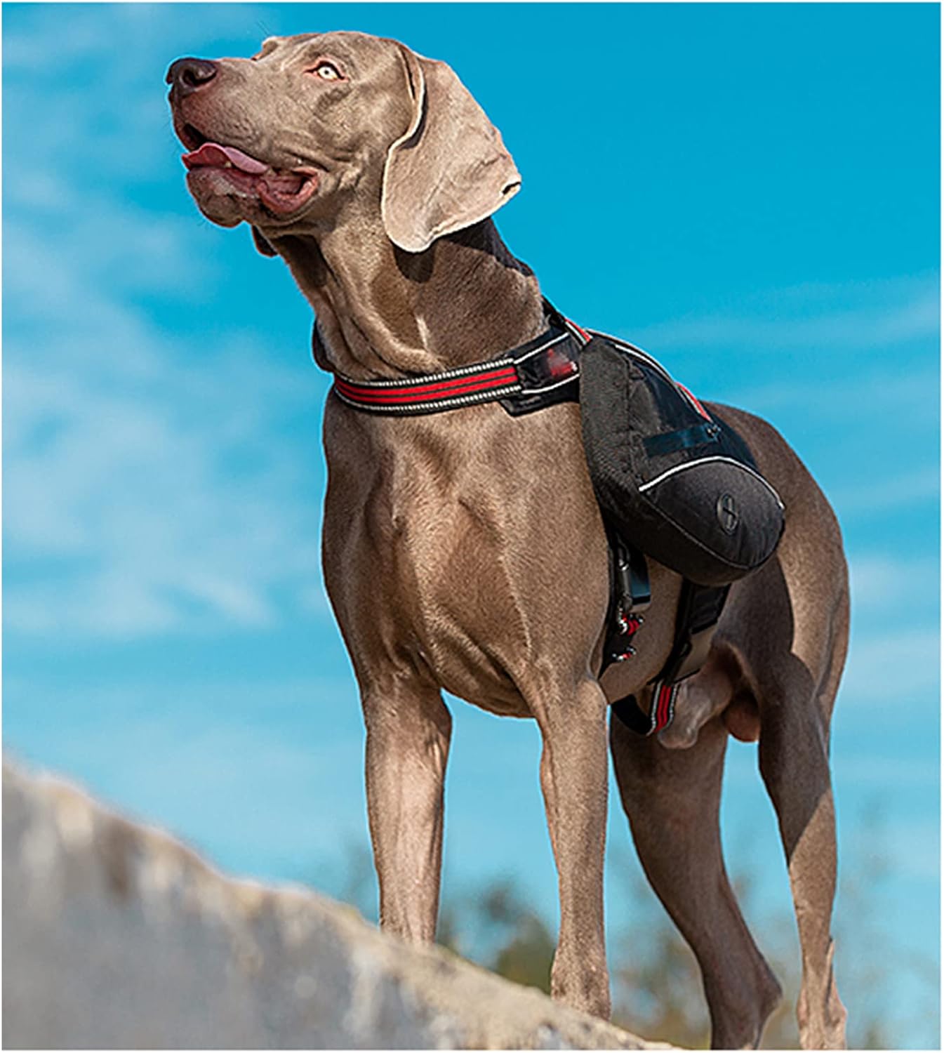 Backpack for Dogs Saddlebag Back Pack Harness Hiking Pack for Dogs Packs for Pets to Wear Camping Travel Vest Harness Reflective Lightweight