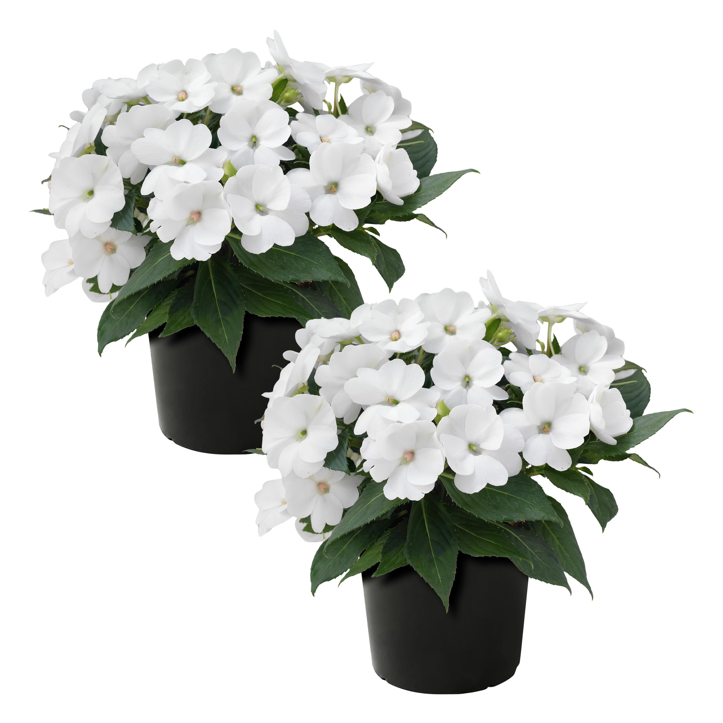 Live Flowering Sunpatiens White