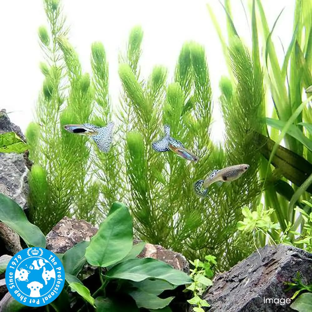 （水草）国産 無農薬マツモ（３本）メダカ 金魚 水質浄化 産卵床 CHARMロゴ…