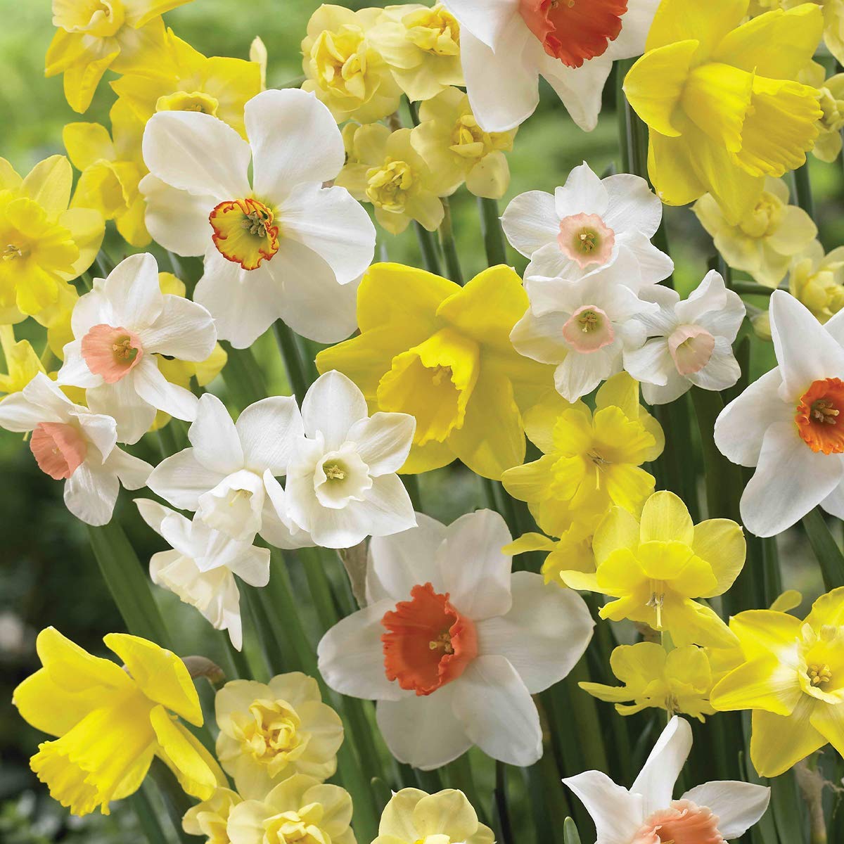 Floriculture Greens Winter Flower Bulbs Daffodil Aromatic Hybrid Flower