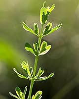 Vista 8 de Herb Pharm Extracto líquido de hierba de San Juan para un estado de ánimo positivo y equilibrio emocional, alcohol de caña, 4 onzas