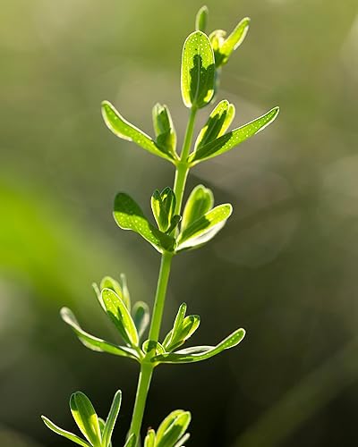 Miniatura 8 de Herb Pharm Extracto líquido de hierba de San Juan para un estado de ánimo positivo y equilibrio emocional, alcohol de caña, 4 onzas