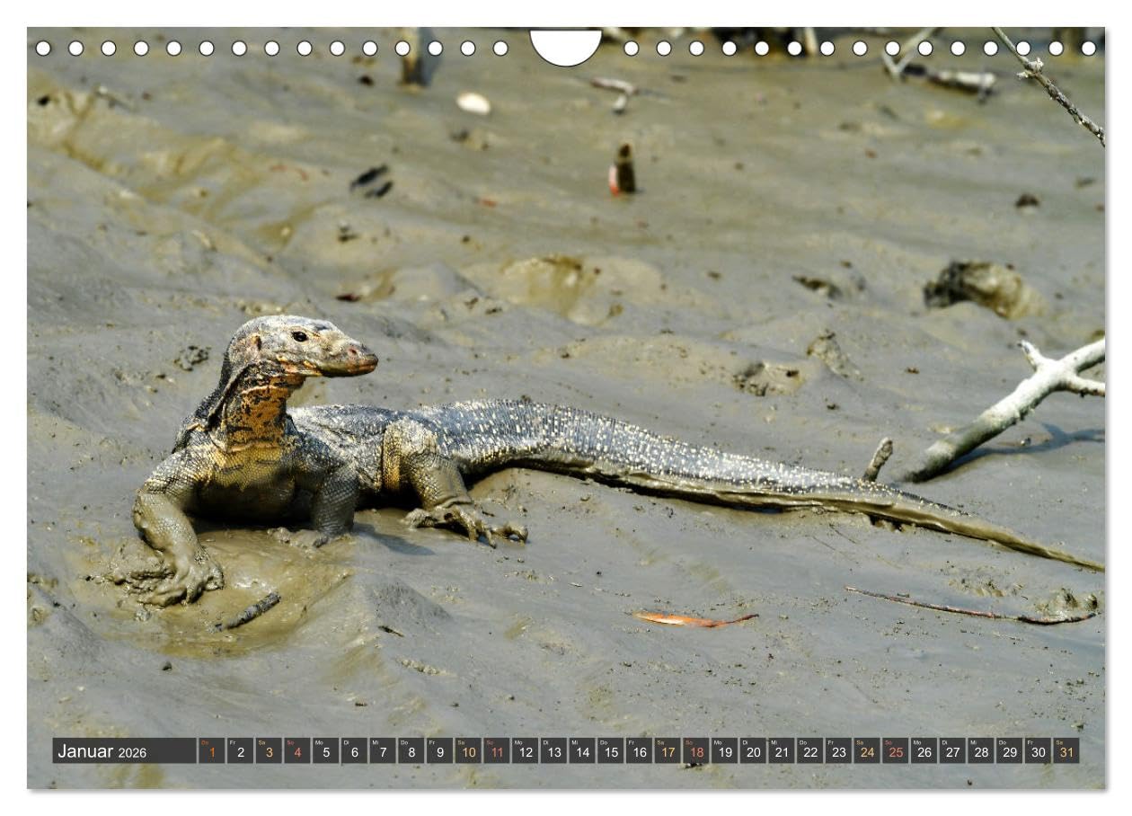 Tiere Indiens close up (Wandkalender 2026 DIN A4 quer), CALVENDO Monatskalender: Auge in Auge mit Wildtieren Indiens