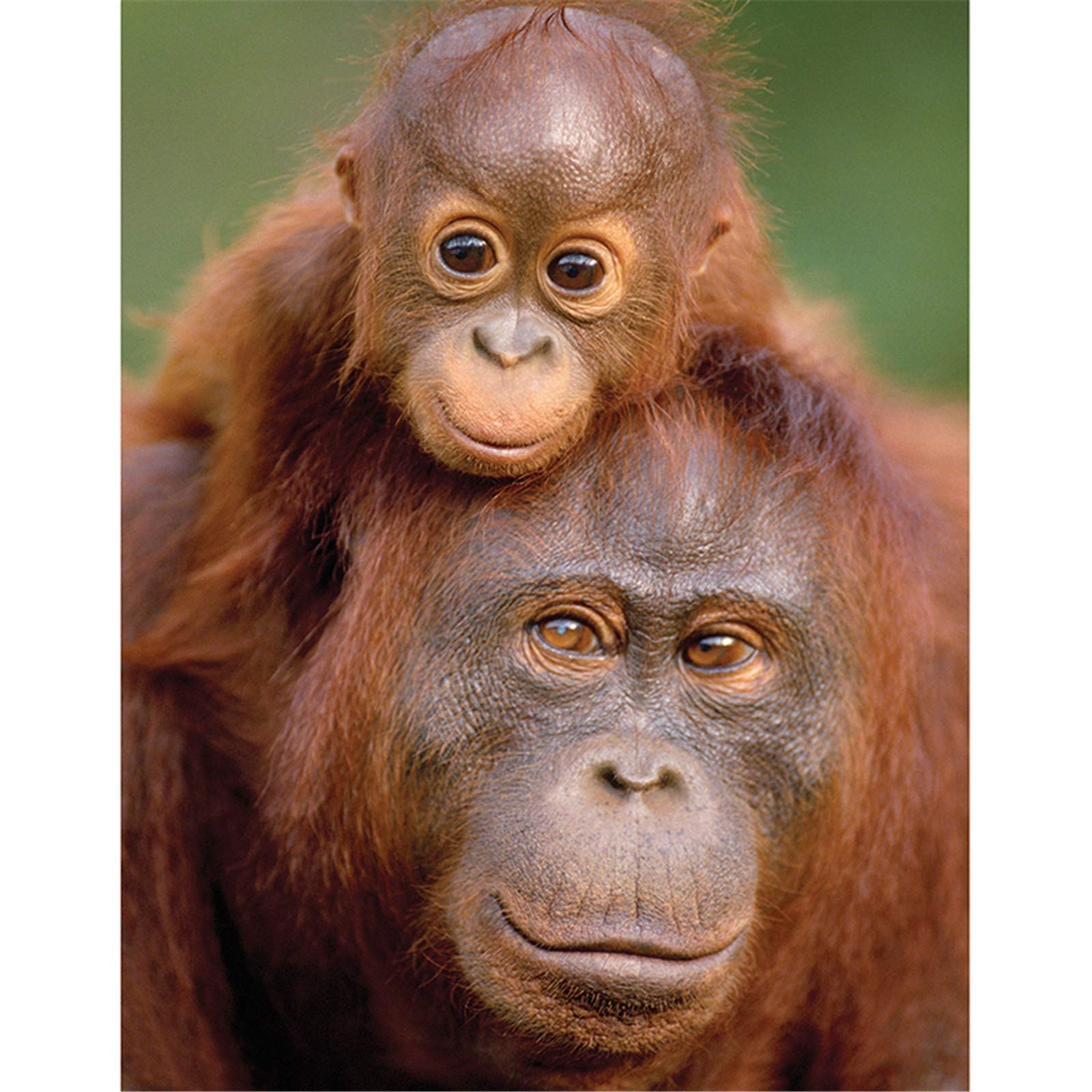 DIY 5D Diamond Painting Kits Full Drill Orangutan & Baby Adults Kids Crystal Rhinestone Embroidery Cross Stitch Canvas Mosaic Diamond Art Craft for Home Wall Decor Gift Round Drill 50x60cm