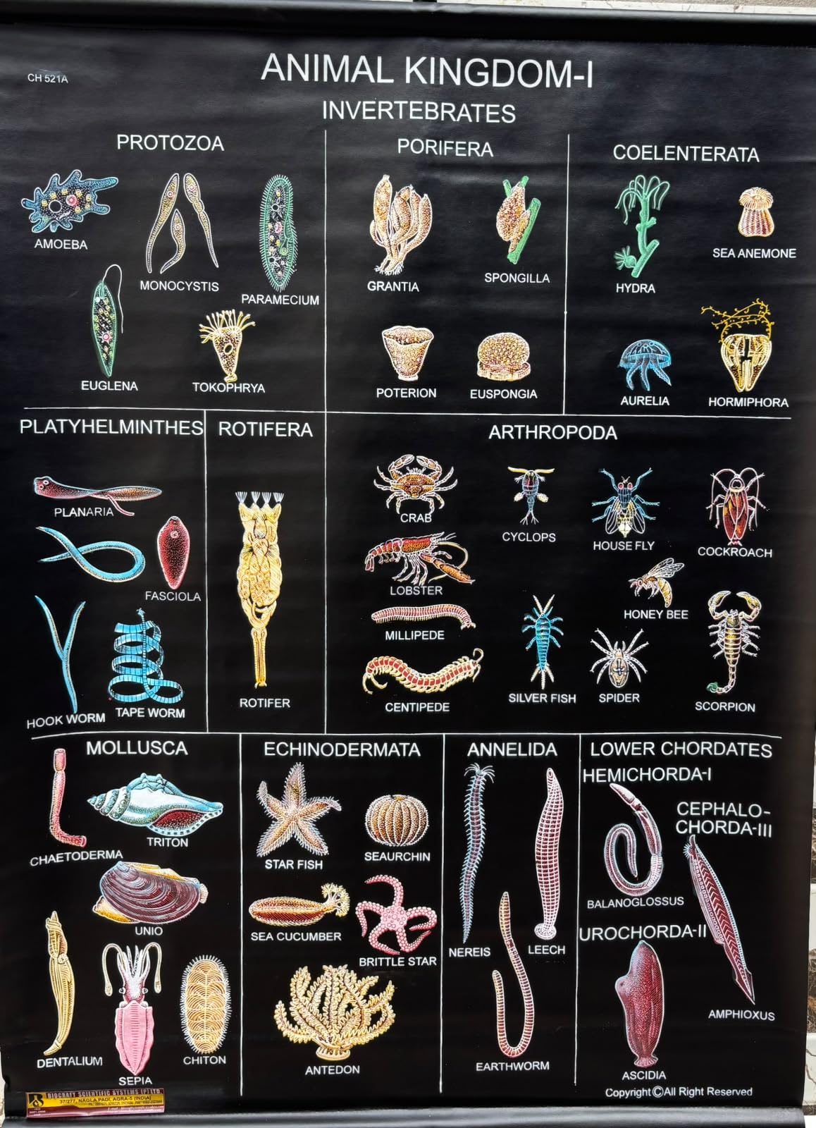Biocrafts Rexine Biology Chart — Animal kingdom - 1 (Invertebrates) | 70x100 cm | School Wall Chart-image-14