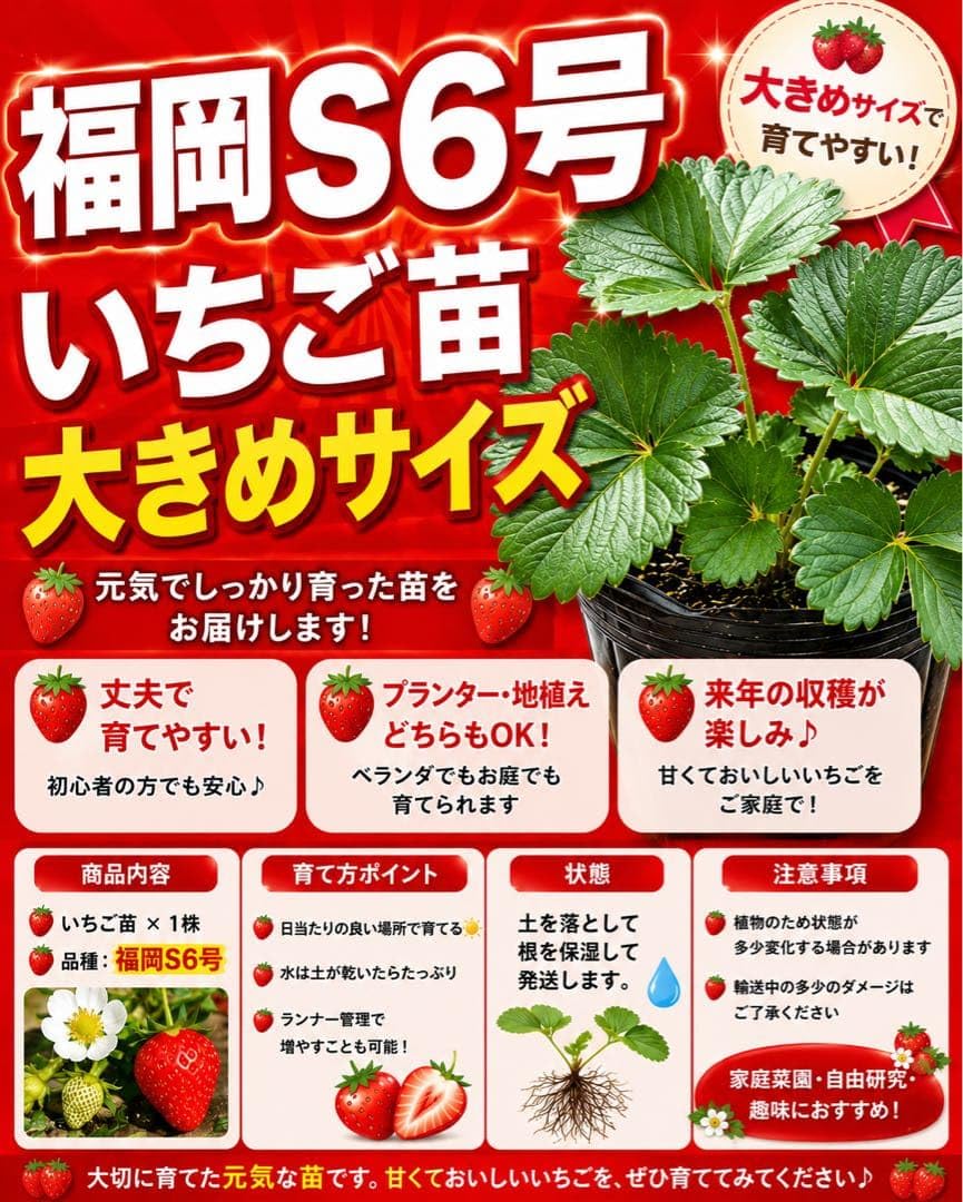 今の所ラス1【本物】福岡S6号小苗（証拠あり）いちご Amazon.co.jp: 福岡S6号 いちご苗 大きめサイズ 1株 : DIY・工具・ガーデン