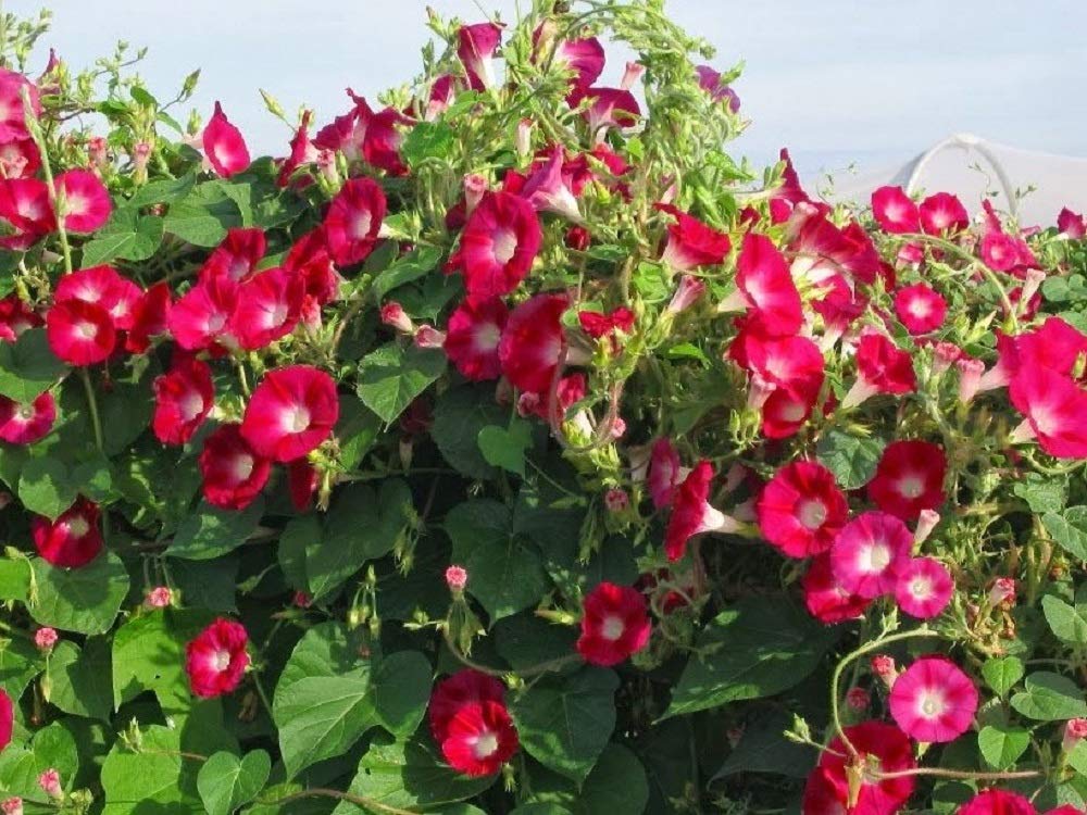 Scarlett O'Hara Morning Glory Flower Seeds, 25 Count COOL BEANS N SPROUTS Brand. Home Gardening.