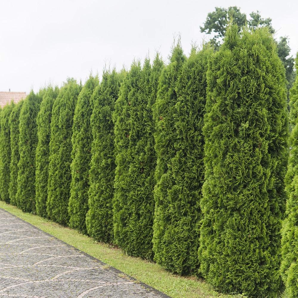 Buy Emerald Green Arborvitae Tree Green Giant Arborvitae (Thuja