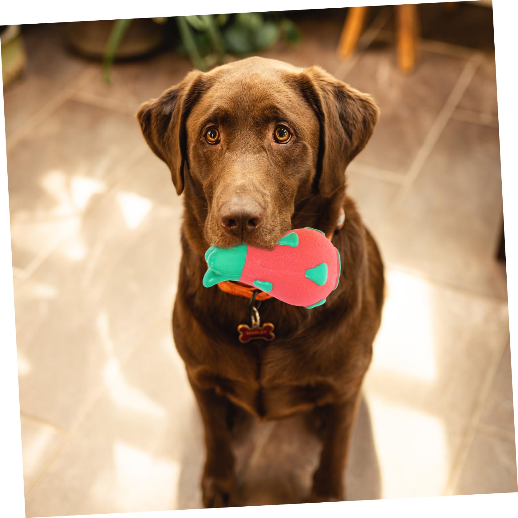 BESPORTBLE 6piezas Juguetes Interactivos para Perros Juguetes De Molar Adorables para Morder y Limpiar Dientes para Perros Pequeños y Material Suave y Seguro Previene Daños Muebles
