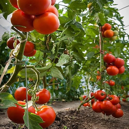 Miniatura 8 de Joyhalo Paquete de 20 estacas de soporte para plantas de 24 pulgadas, estacas para plantas, estacas para flores con 24 ataduras de torsión, palos de