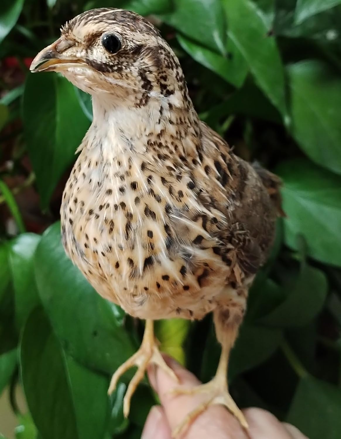 Japanese Quail Taxidermy, Coturnix Japonica Specimen, Natural Bird Taxidermy, Home Decoration Crafts Science Education (Japanese Quail)