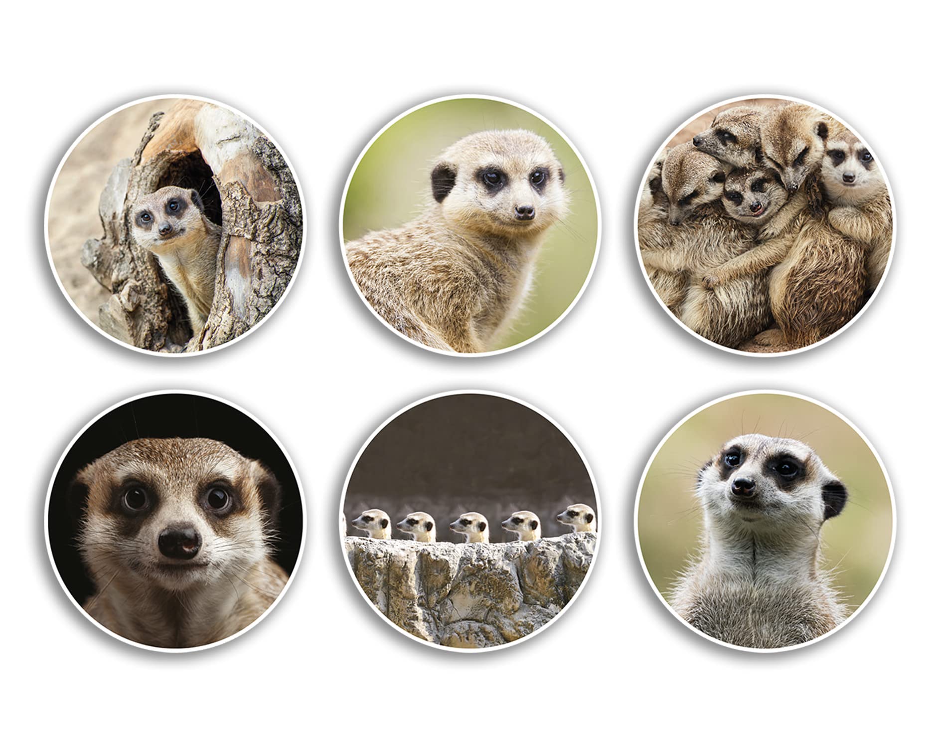 6 x 10cm Meerkat Vinyl Stickers - Animal Adorable Safari Zoo Kids Scrapbooking Gift #79013