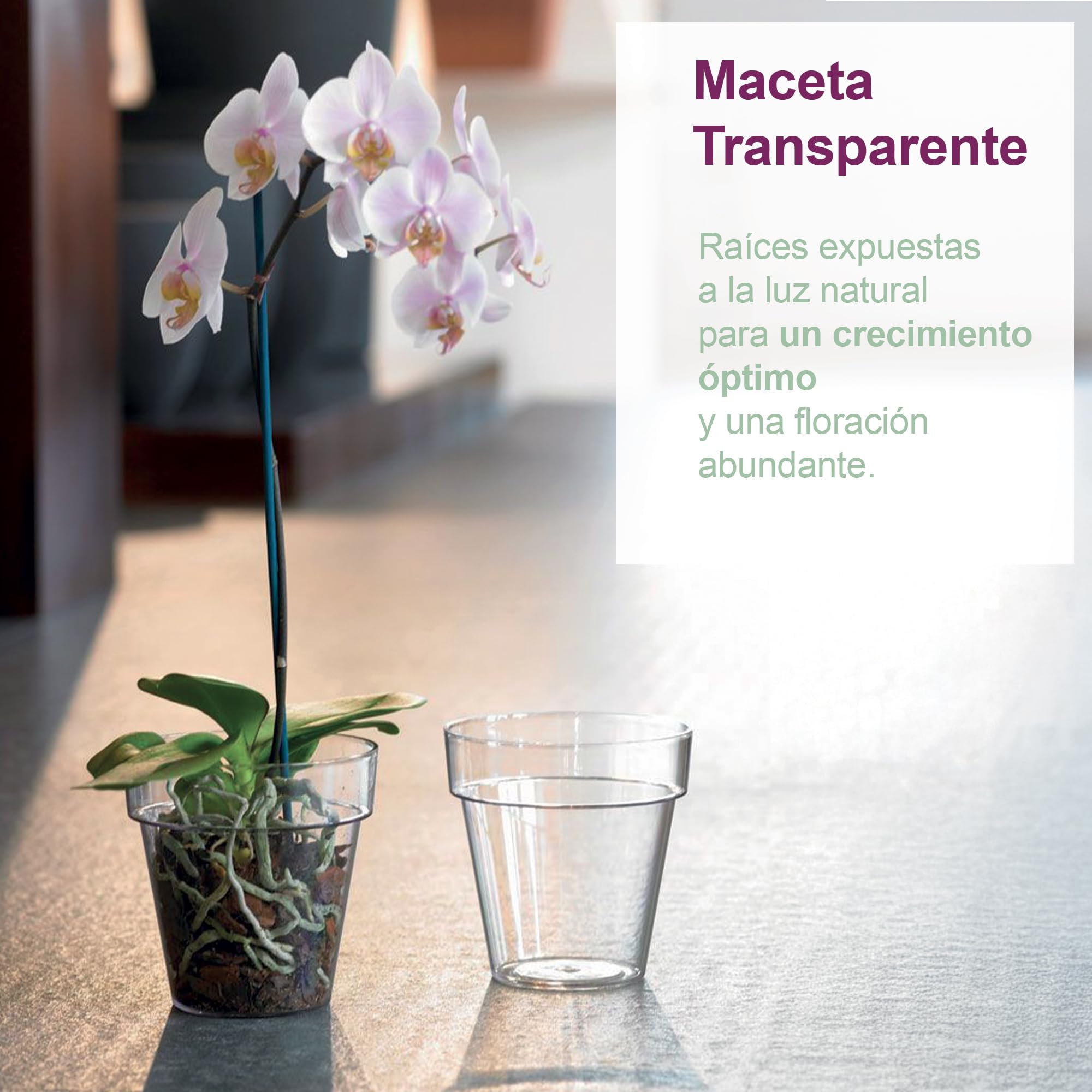 Kalapanta - Maceta de plástico Transparente para orquídeas con Agujeros de Drenaje y platillo (2, Ø 14 cm), Maceta para Interior y Exterior, Ideal para orquideas, Producto Fabricado en Italia