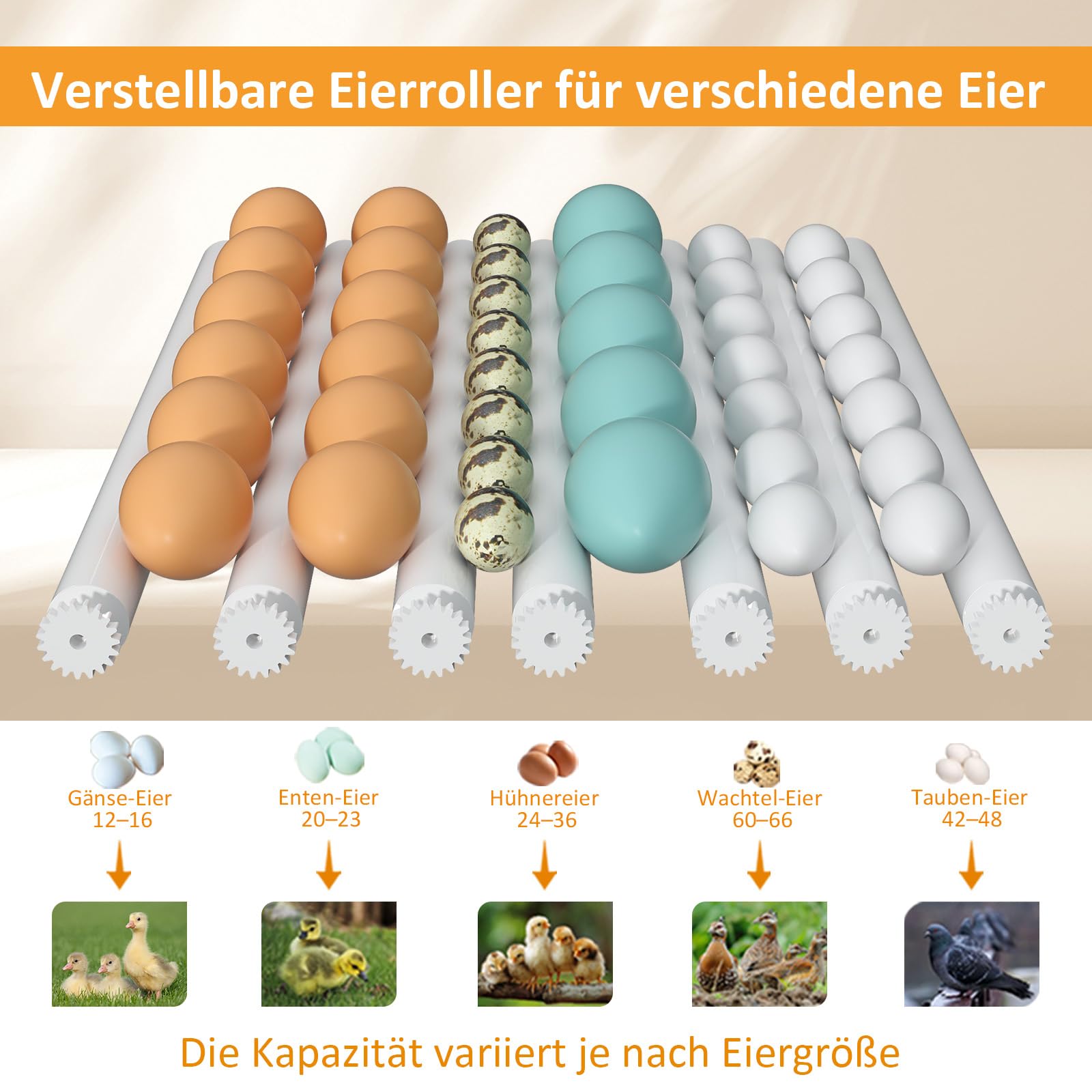 Brutautomat Vollautomatisch 36 Eier mit Temperaturregelung, Brutmaschine mit 5 automatischen Brutmodi, Inkubator Feuchtigkeitsanzeige, Brutkasten automatischer Wasserauffüllung und Eierwende