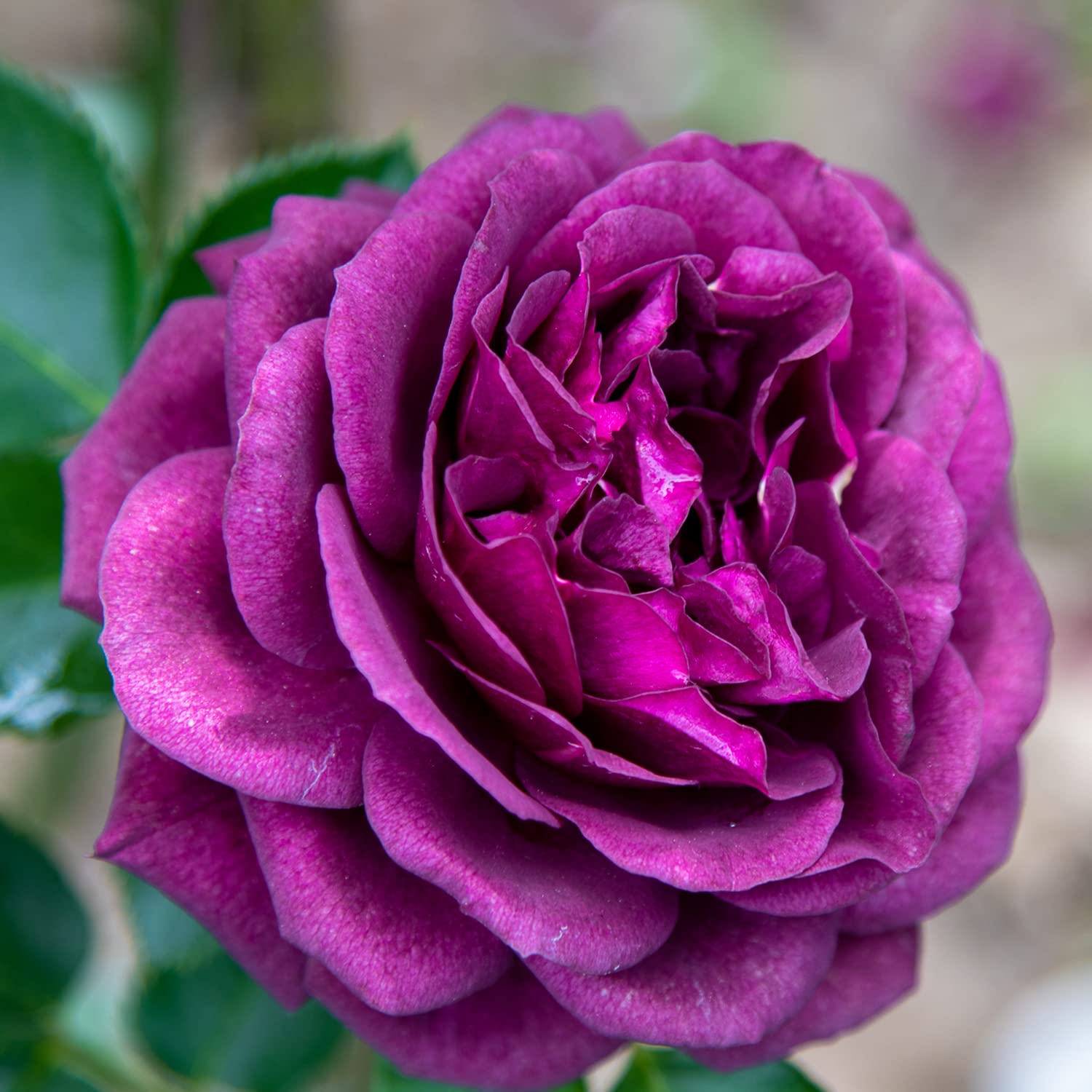 Purple Eden®, rosaio vivo Rose Barni®, rosa viola scuro, pianta cespugliosa e compatta, profumata, adatta alla coltivazione in vaso, resistente ai parassiti, rifiorente fino autunno cod.72082