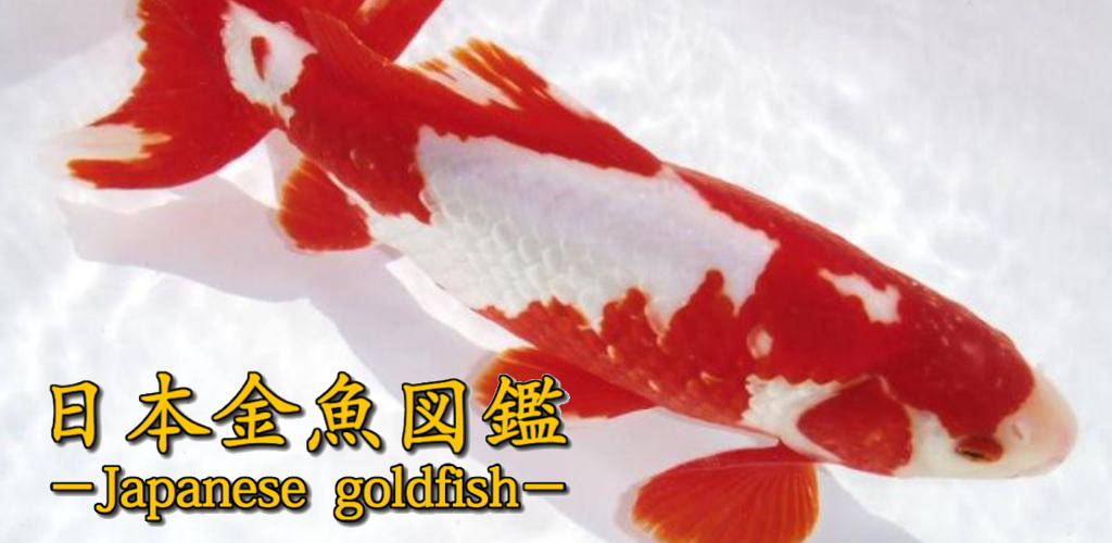 日本金魚図鑑-Japanese Goldfish- - Amazon 應用程式商店上的
