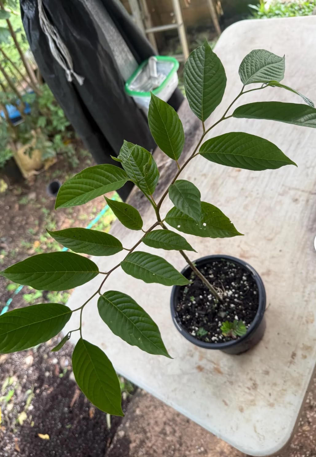 ylang-ylang, (Cananga odorata) Tropical Live Fruit Tree (10in to 24 Inches)