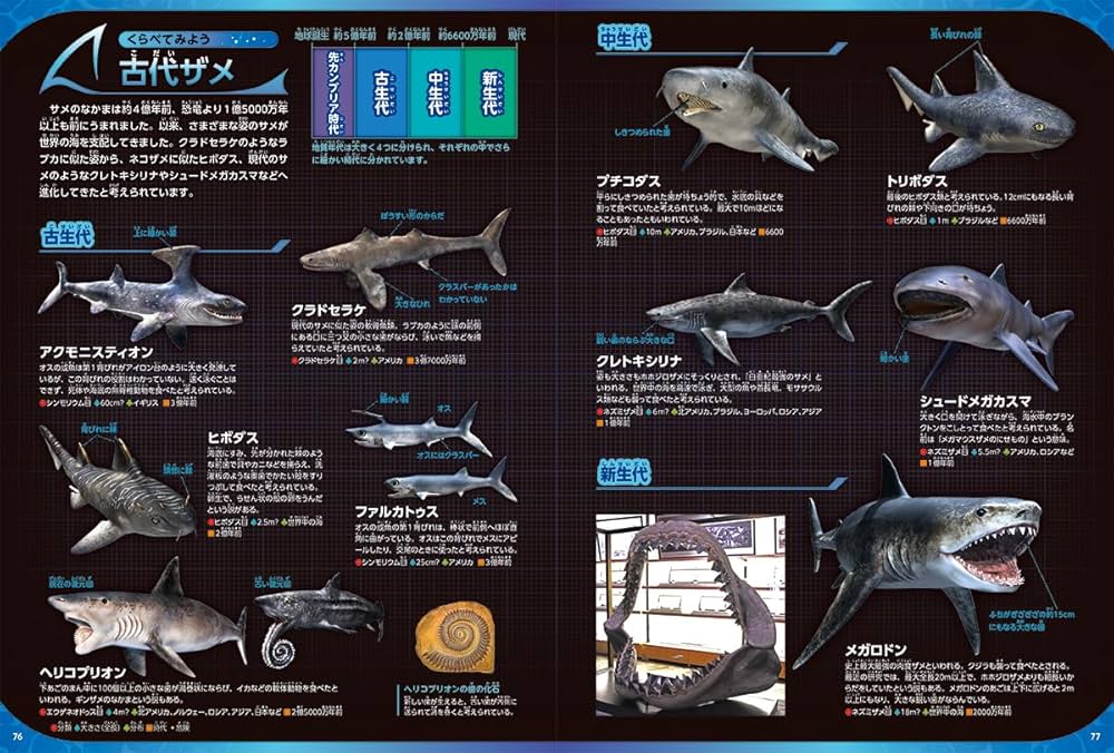 サメ (学研の図鑑LIVEエクストリーム) | アクアワールド茨城県大洗