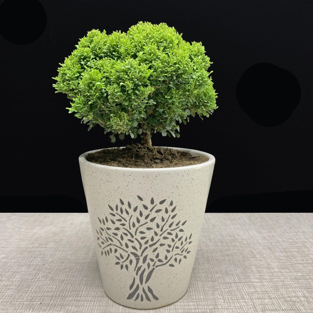 Oxygen purifier plants for home indoor (Pack of 1)-image-16