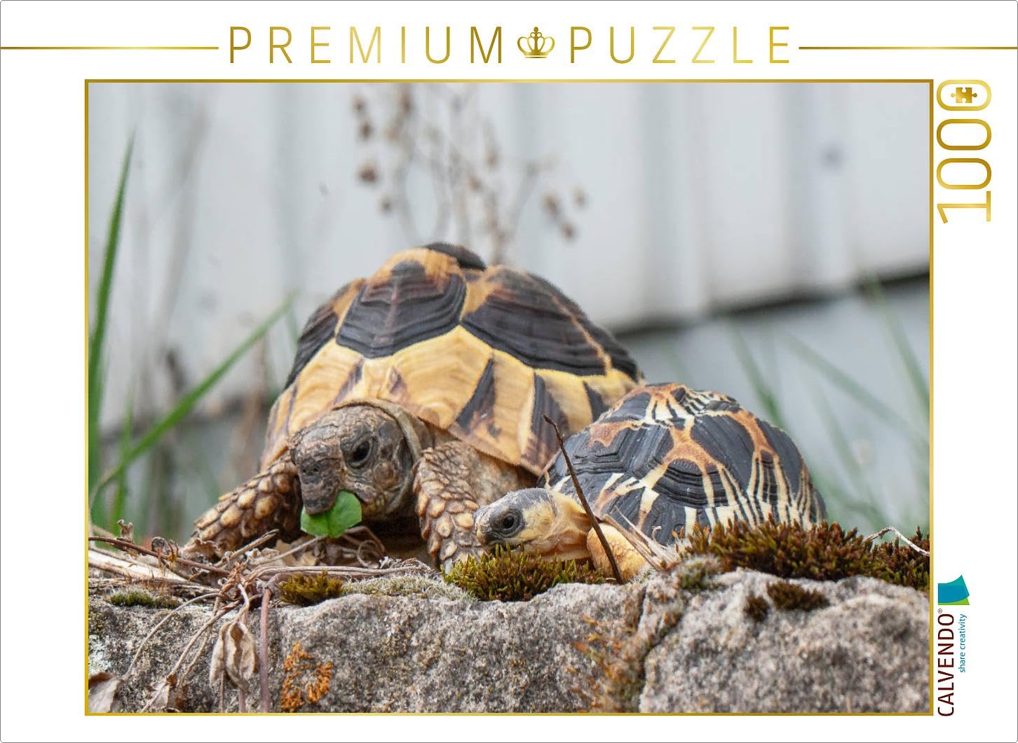 CALVENDO Puzzle Fritz und Willi Zwei Schildkröten 1000 Teile Puzzle quer 1000 Pieces 64 x 48 cm from Marion Sixt